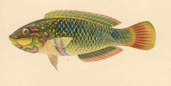 Image of Threespot wrasse