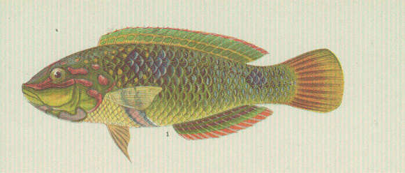 Image of Threespot wrasse