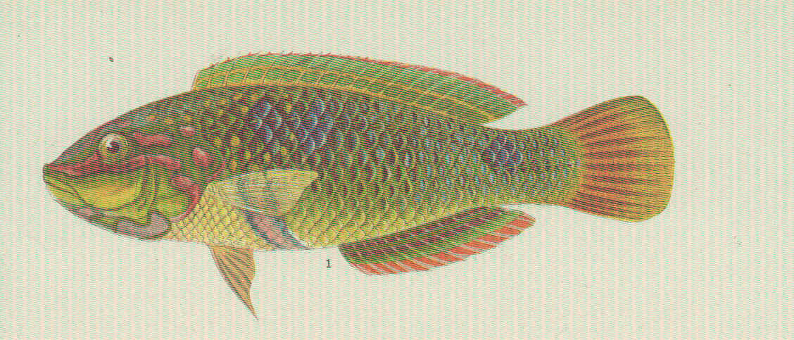 Image of Threespot wrasse