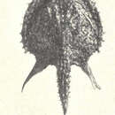 Image of Halieutopsis vermicularis Smith & Radcliffe 1912