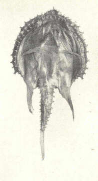 Image of Halieutopsis