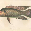 Image of Guinean tilapia