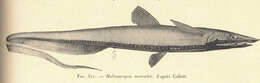 Image of tarpons, bonefishes, eels and relatives