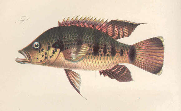 Image of Jewel cichlid