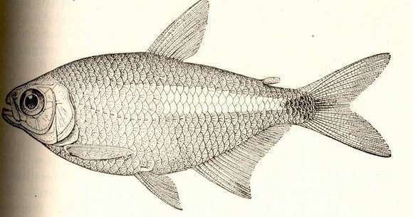 Image of hyphessobrycons