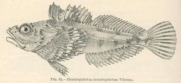 Image of Hemilepidotus