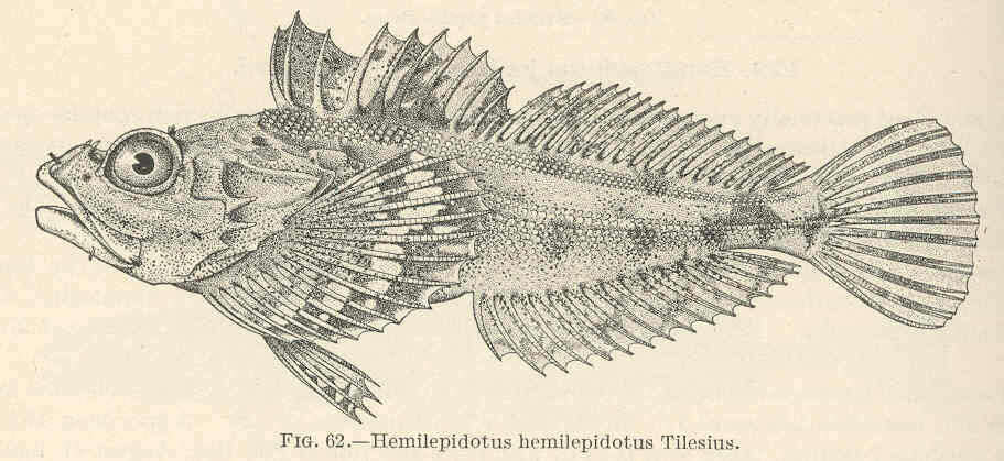Imagem de Hemilepidotus