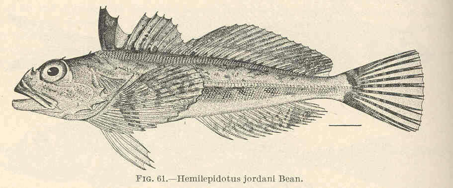 Image of Hemilepidotus