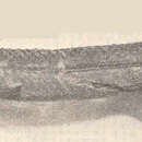 Sivun Hyporhamphus affinis (Günther 1866) kuva