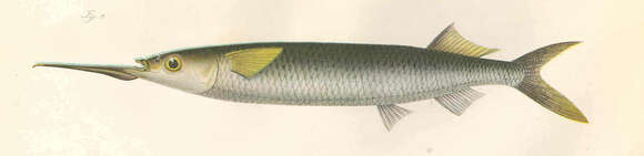 Image of Hemiramphus