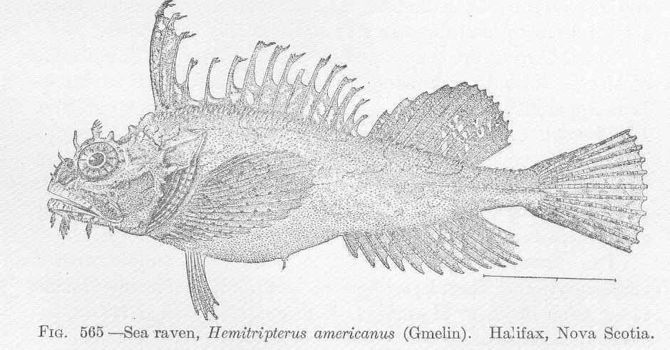 Image of Agonidae