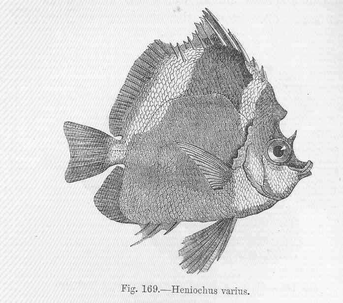 Heniochus的圖片