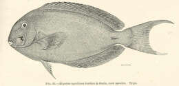 Imagem de Acanthurus xanthopterus Valenciennes 1835