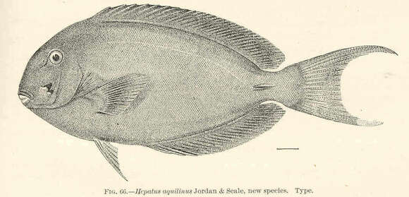 Imagem de Acanthurus xanthopterus Valenciennes 1835