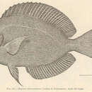 صورة Acanthurus nigroris Valenciennes 1835