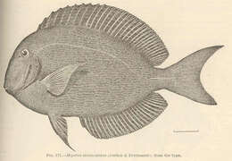 صورة Acanthurus nigroris Valenciennes 1835