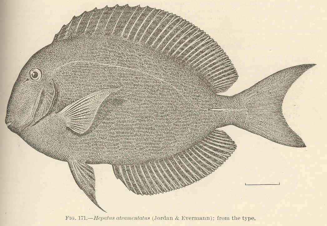 Image de Acanthurus nigroris Valenciennes 1835
