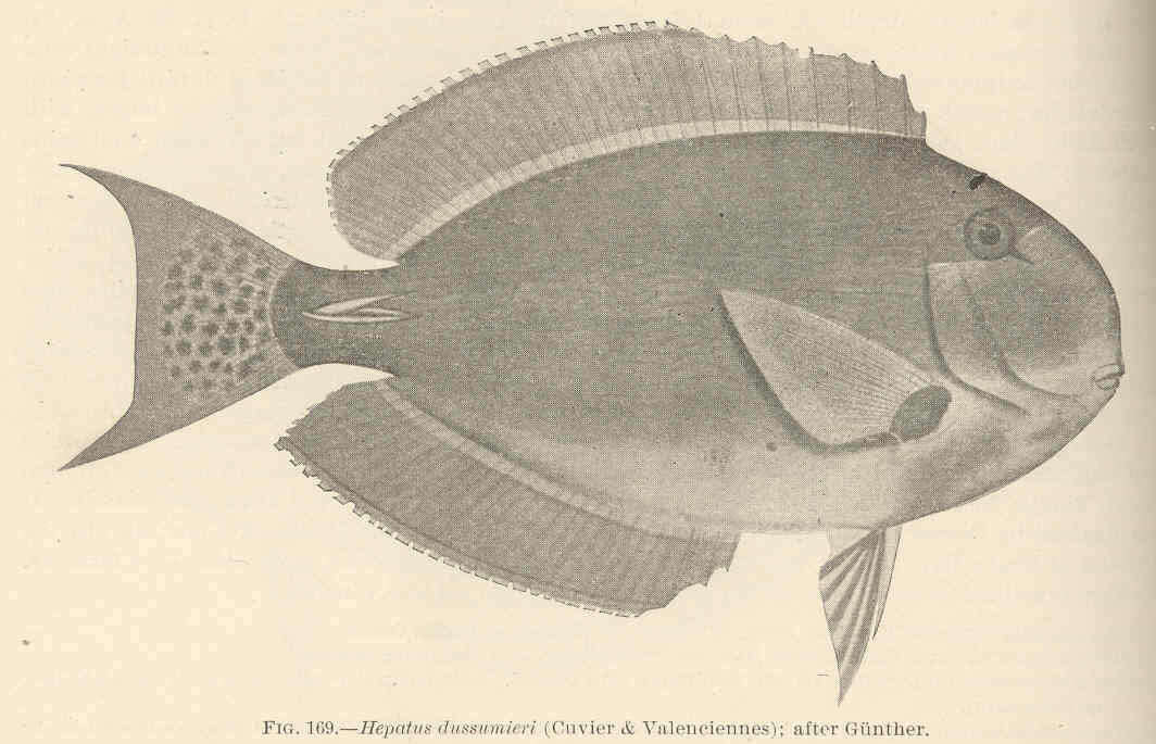 Imagem de Acanthurus dussumieri Valenciennes 1835
