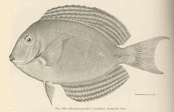 Imagem de Acanthurus xanthopterus Valenciennes 1835