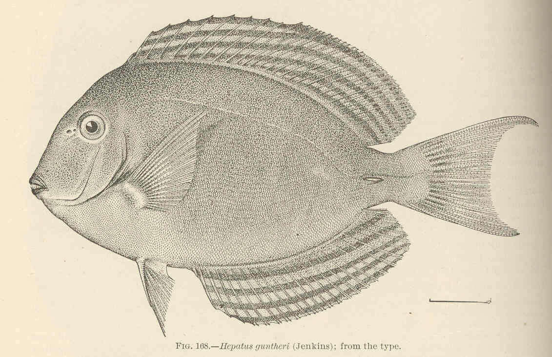 Imagem de Acanthurus xanthopterus Valenciennes 1835