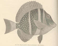 Image of Aethroidea Dana 1851