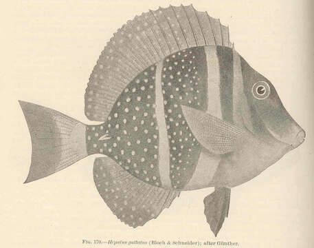 Image of Aethridae Dana 1851