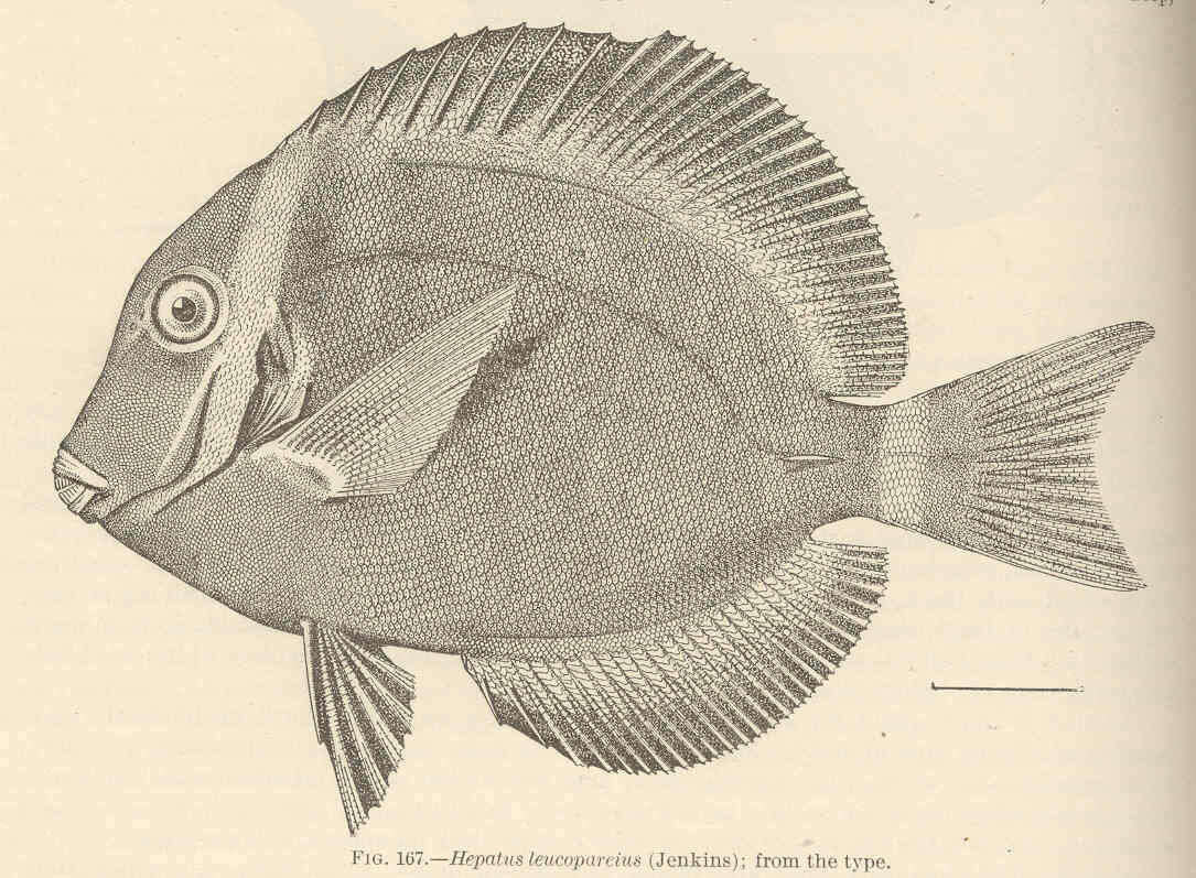 Imagem de Acanthurus nigroris Valenciennes 1835