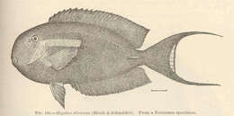 Image of Aethridae Dana 1851