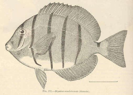 Image of Acanthurus