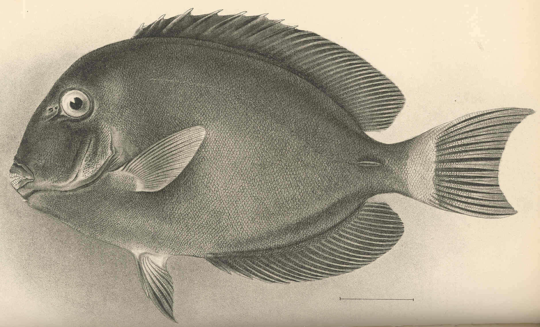 Imagem de Aethroidea Dana 1851