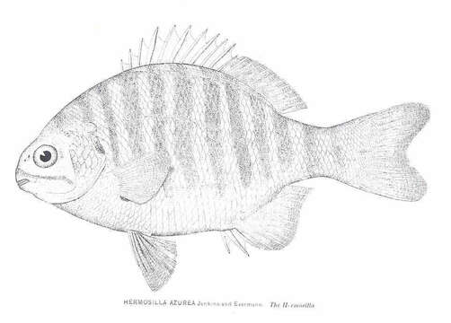 Sivun Kyphosus azureus (Jenkins & Evermann 1889) kuva