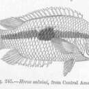 Trichromis salvini (Günther 1862) resmi