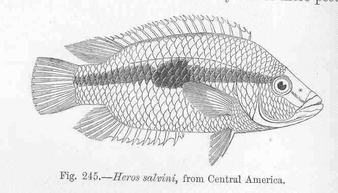 Image of Trichromis