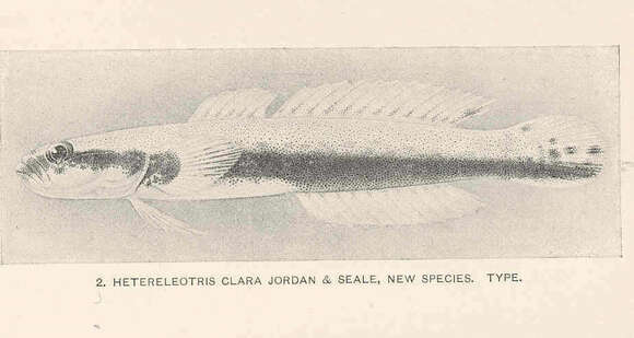 Image of Hetereleotris