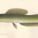 Image of Heterobranchus isopterus Bleeker 1863