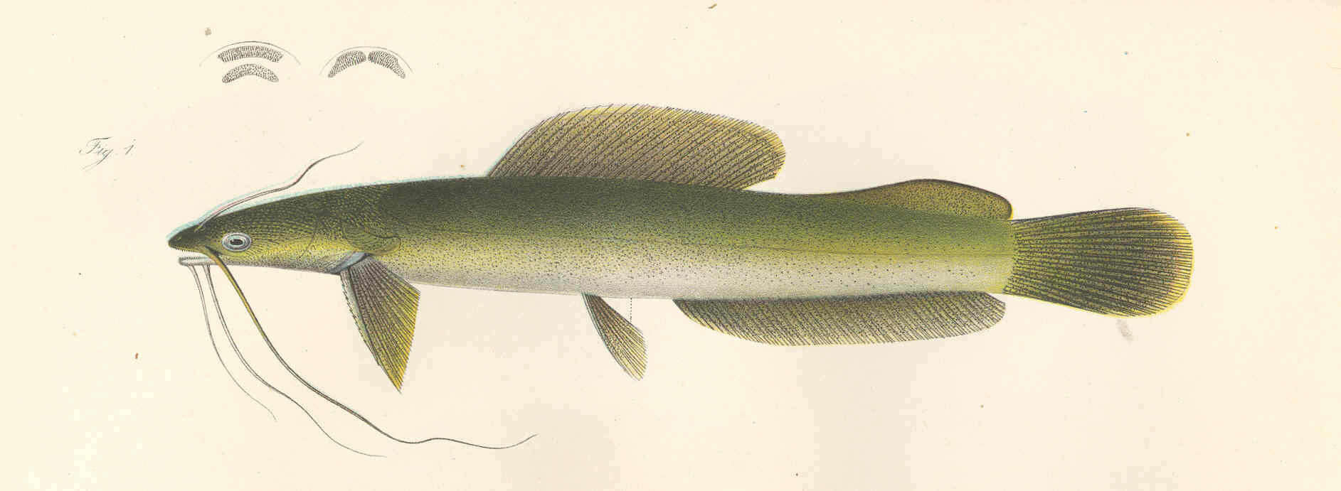 Image of Heterobranchus