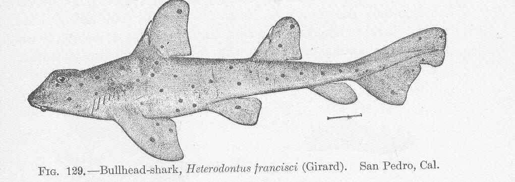 Image of modern sharks