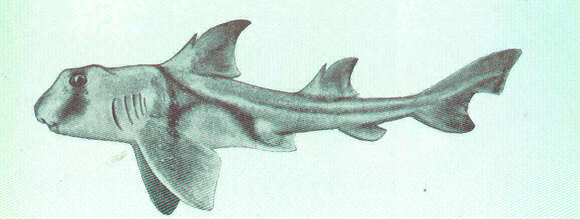 Image of Heterodontus