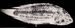 Image de Heterogramma Guenée ex Boisduval & Guenée 1854