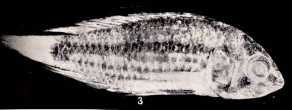 Image of Heterogramma Guenée ex Boisduval & Guenée 1854