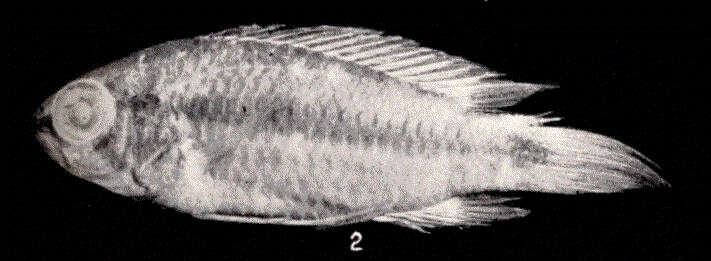 Imagem de Heterogramma Guenée ex Boisduval & Guenée 1854