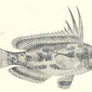 Image of Marine Rainbowfish