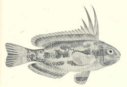 Heteroscarus resmi