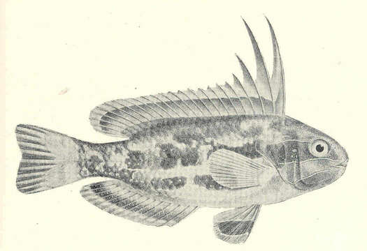 Image of Heteroscarus