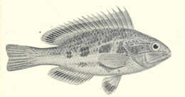 Heteroscarus resmi