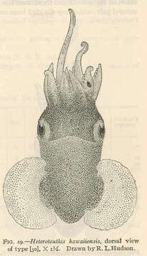 Image of Heteroteuthis Gray 1849