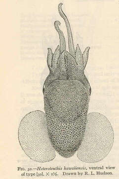 Image of Heteroteuthis Gray 1849