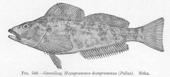 Image of Hexagrammos