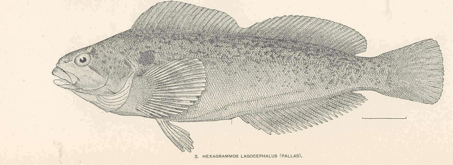 Imagem de Hexagrammidae