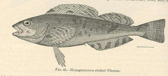 صورة Hexagrammos